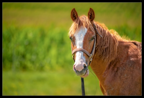 Horse Carinthia II