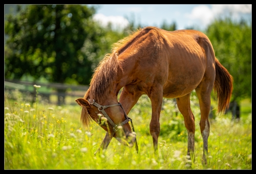 Horse Carinthia III