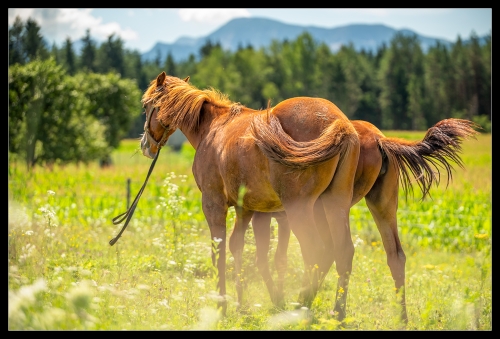 Horse Carinthia IV