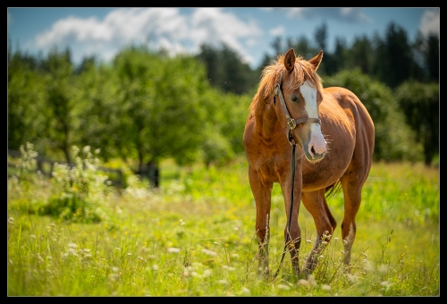 Horse Carinthia V