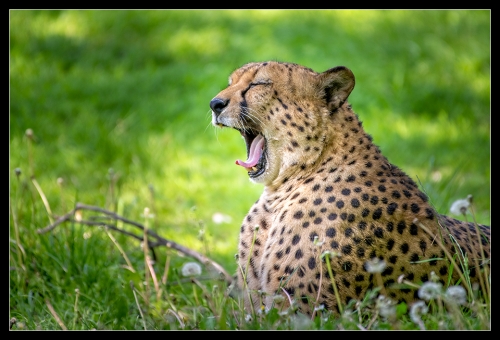 Gepard I