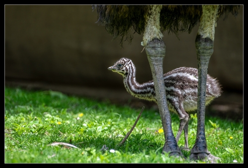 Emu Baby