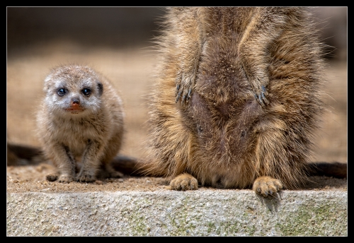 Erdmännchen Baby