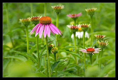 Garten der Geheimnisse 10