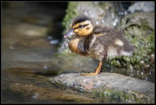 Baby Duck 06/22 2