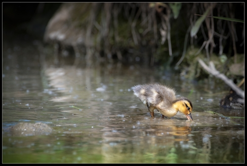 Baby Duck 06/22 3