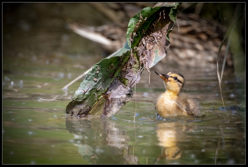 Baby Duck 06/22 4