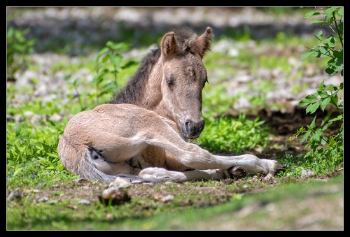 Baby Tarpan