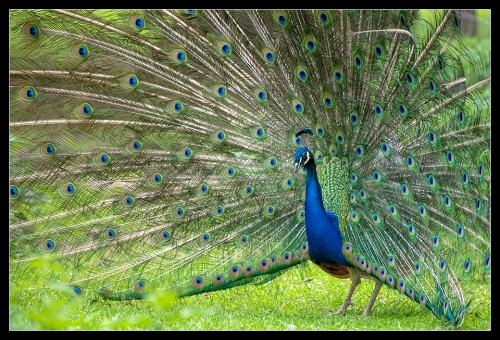 Pfau I