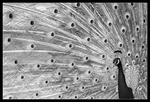 Pfau BW