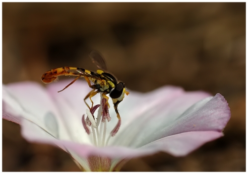 Syrphidae