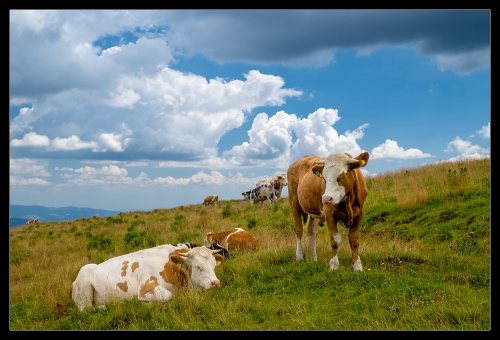 Steiermark 2022 VI